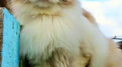 Ragdoll (foto): plemeno dobrého naturovaného mačiek z ameriky